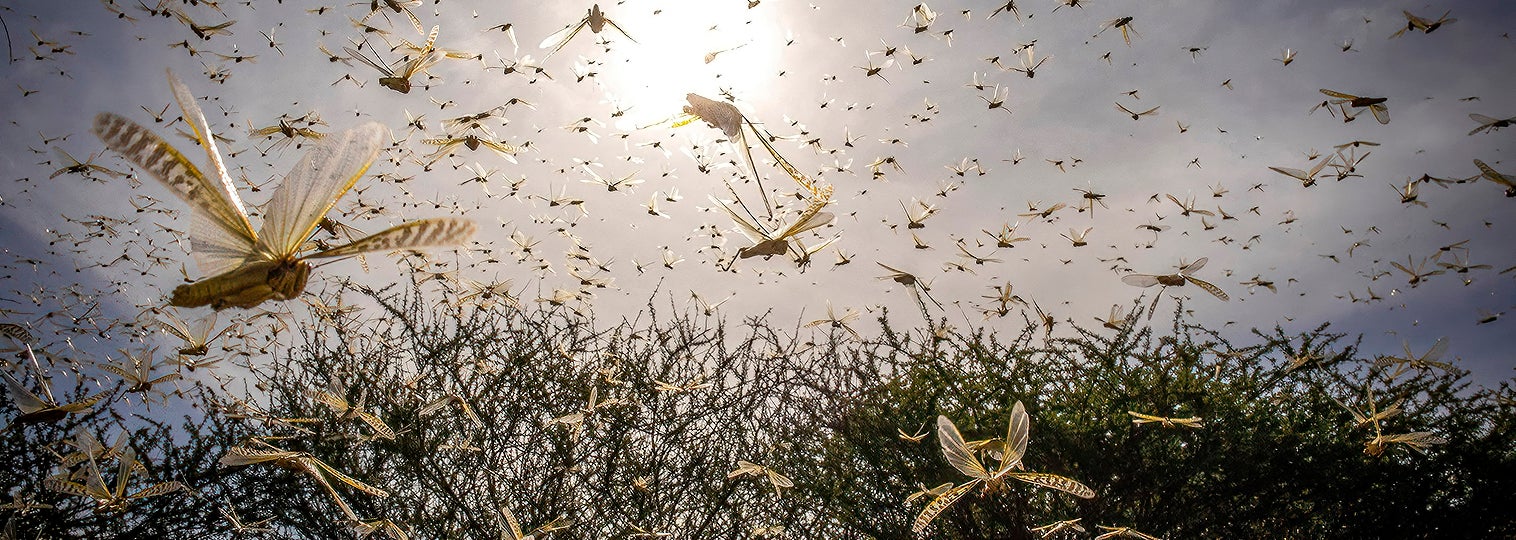 Swarm of locusts
