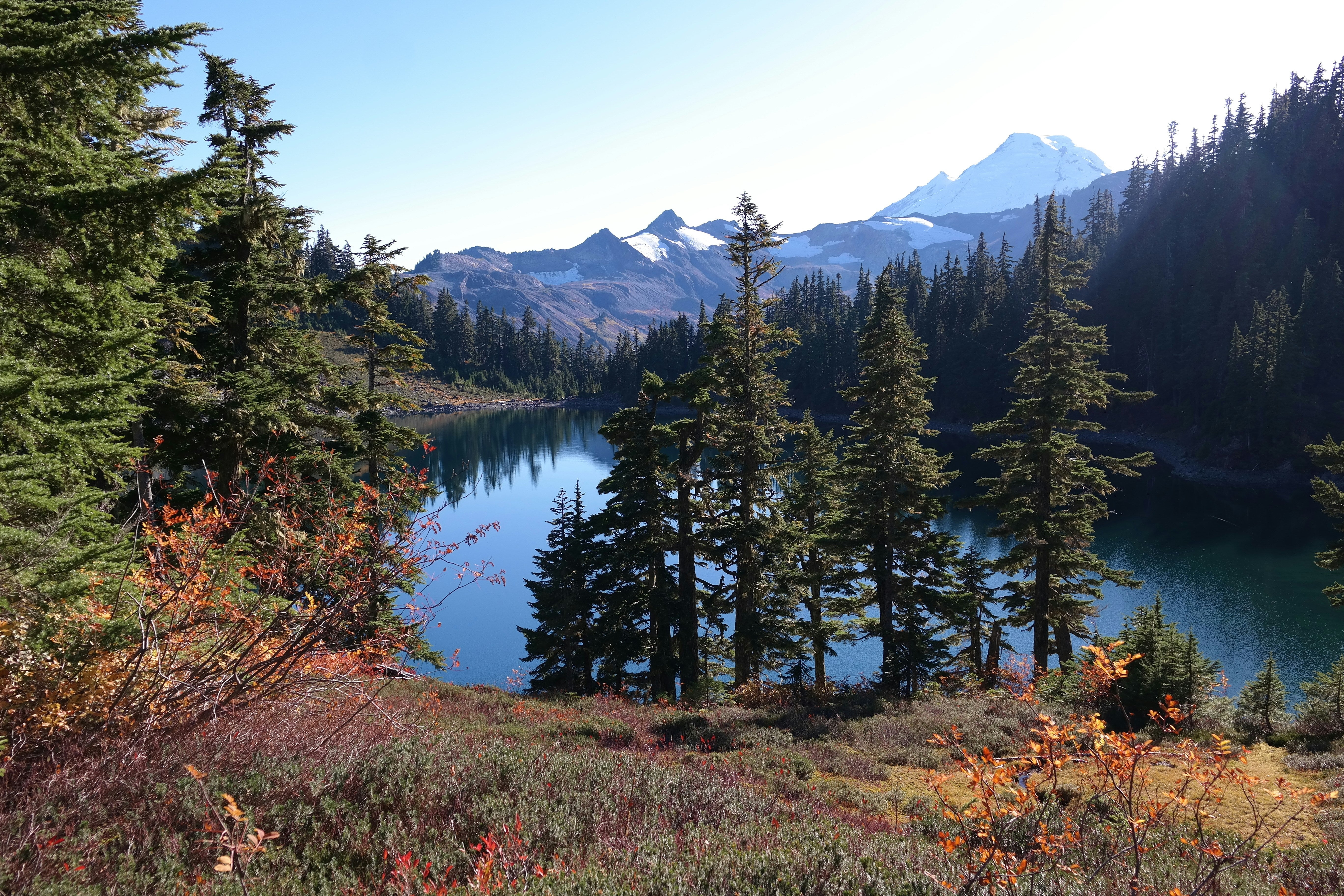 forest with lake