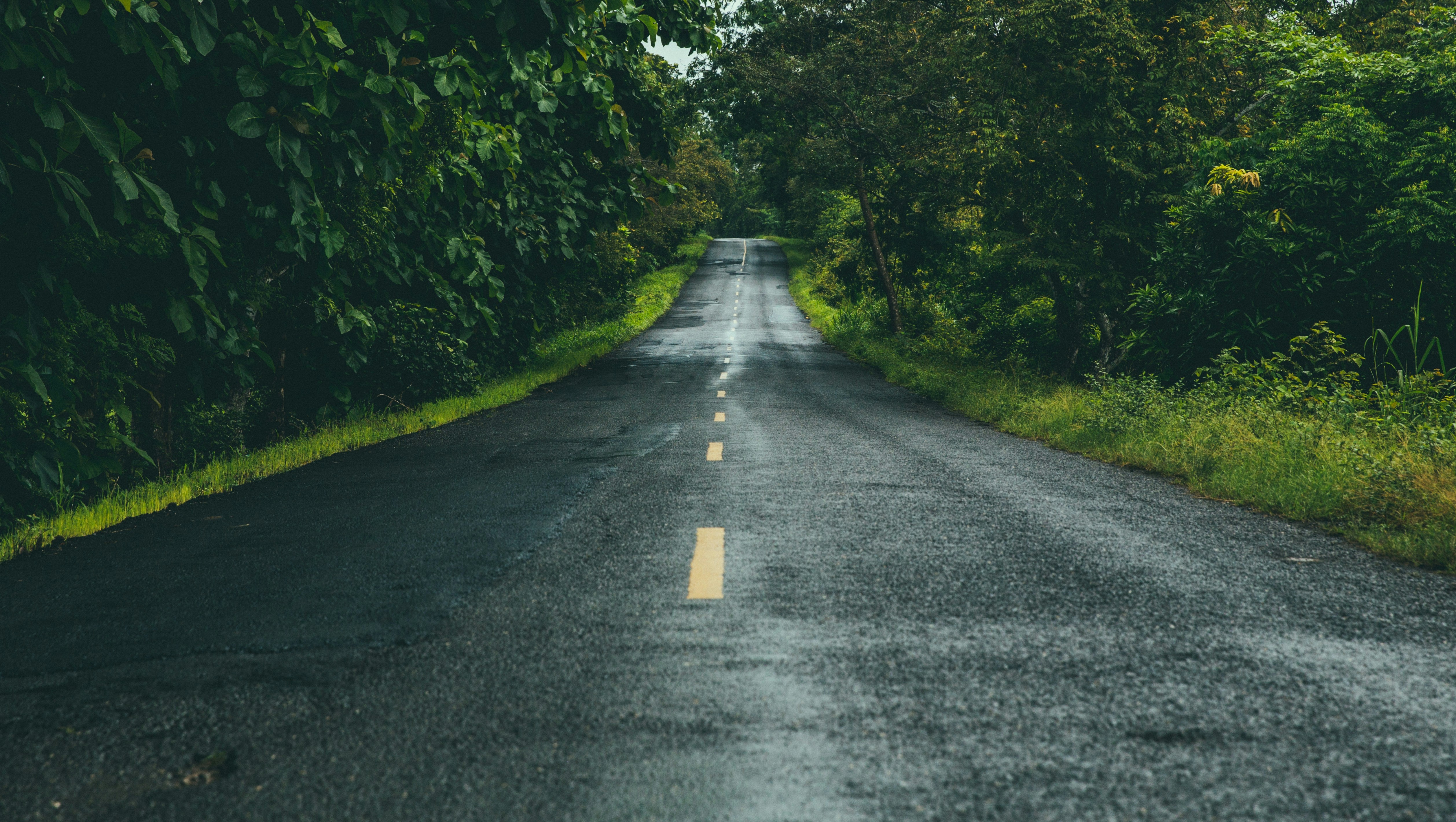 Road between trees