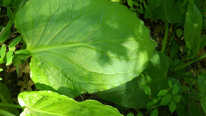 Rich green leafy plants
