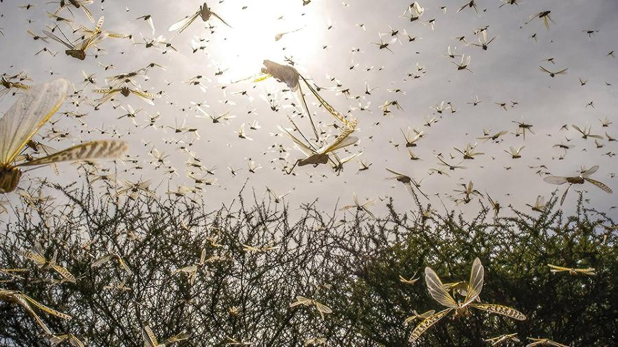 Swarm of locusts