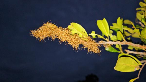 weaver ant colony on a tree branch