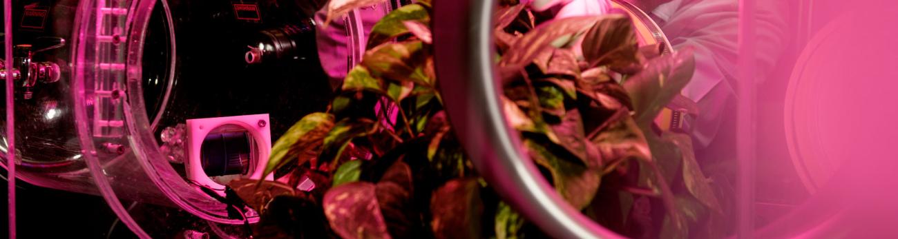 Plant biology and conservation (MS/PhD faculty)