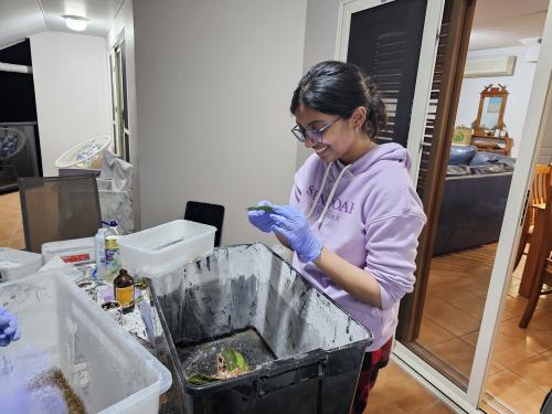 Anoushka Dasgupta working with an ant colony